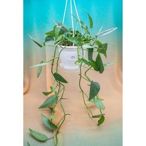 Cebu Blue Pothos 4.5" US Seller Potted RARE